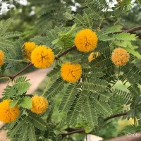 Vachellia farnesiana (L.) Wight & Arn.